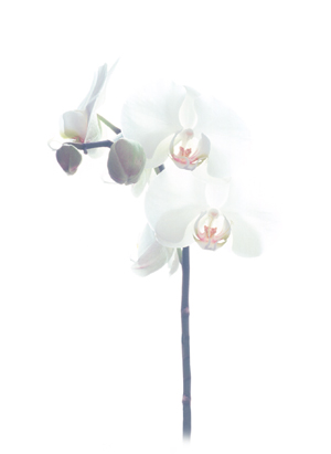 MIKA, Muguets; Aquarelle photographique, tirage numérique; Orchidée; Aquarelle photographique, tirage numérique