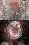 photographie art peinture sculpture visuelimage.com